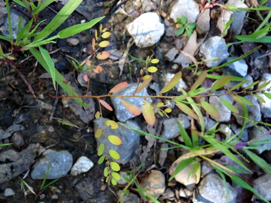 {Phyllanthus caroliniensis}